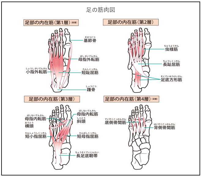 アスリートに多いアキレス腱の痛み アキレス腱炎と足趾把持力 足指握力 との関係についての考察 腸内環境株式会社