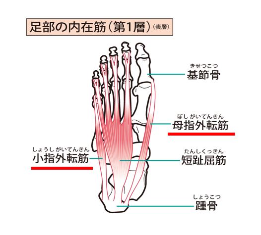 ワシーガトウズの特徴の一つである足の小指握力強化の注意点及び重要性 ５月３日追記 腸内環境株式会社